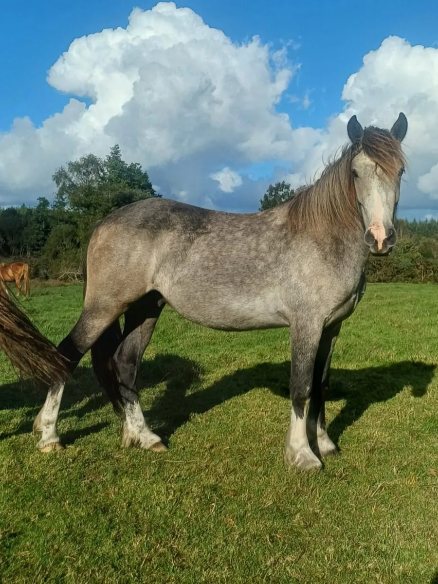 Horse - Image 1