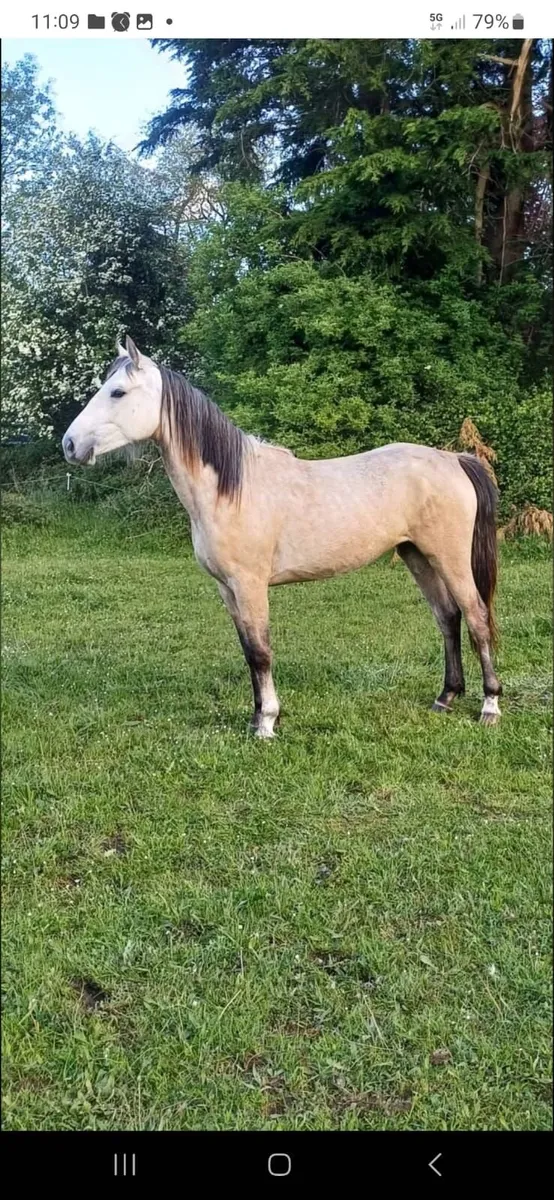 Horse - Image 2