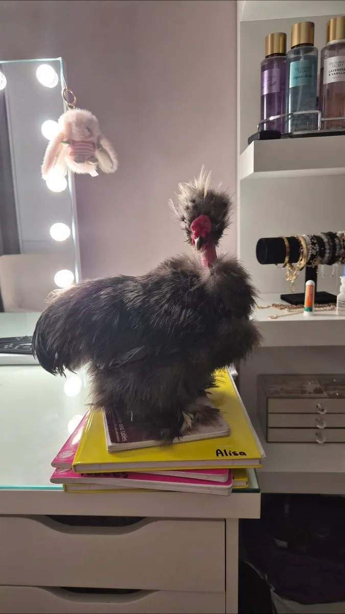 Silkie Roosters - Image 4