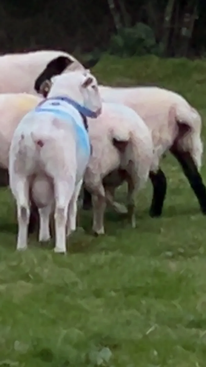 Easy care Ram - Image 2