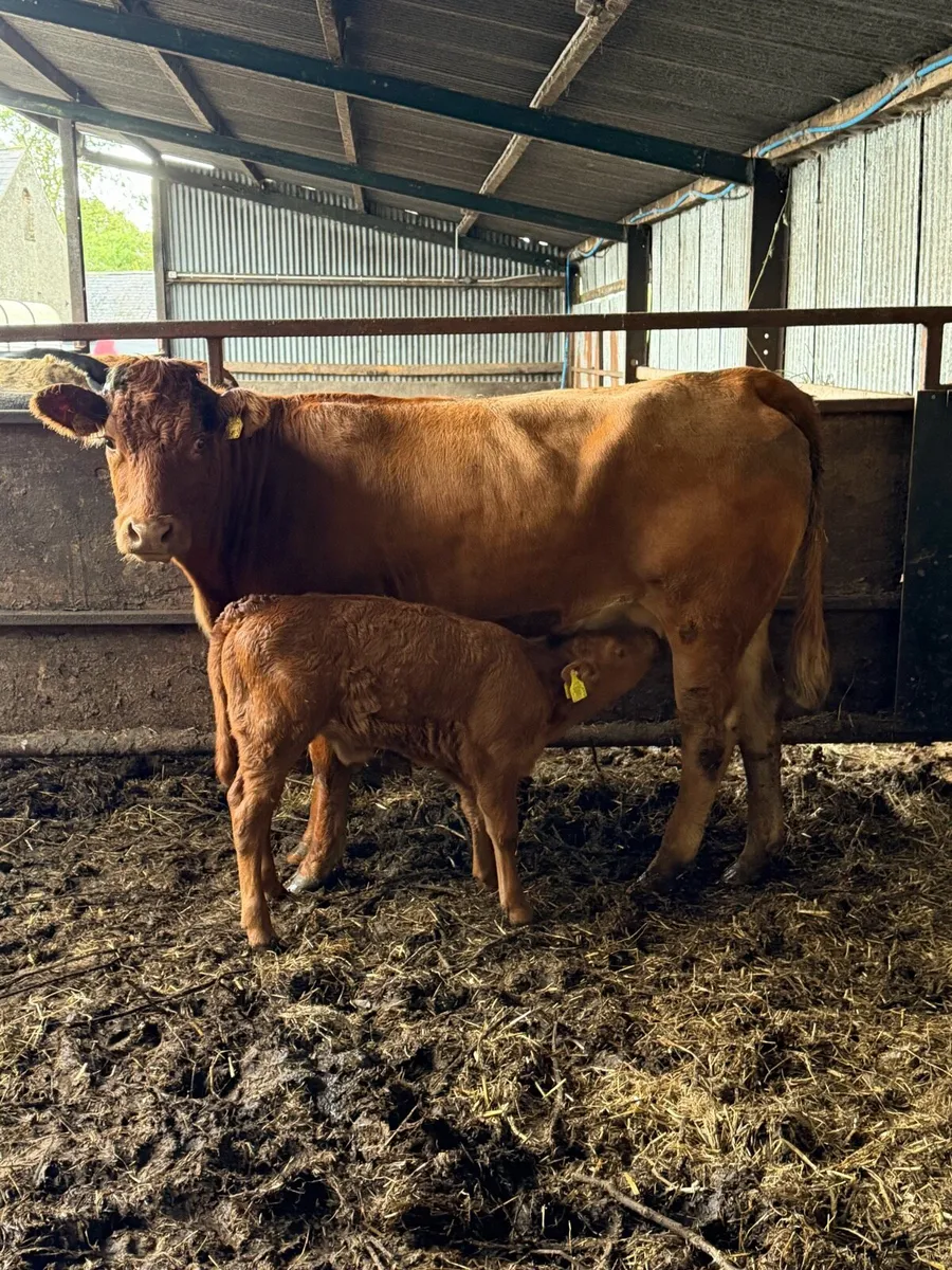 Lim heifer with Lim heifer calf at foot - Image 1