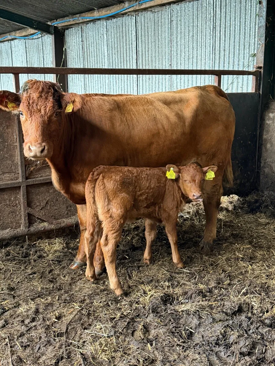 Lim heifer with Lim heifer calf at foot - Image 2