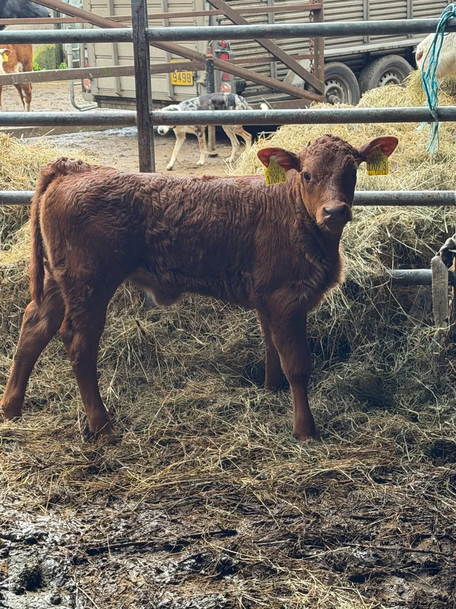 Lim heifer with Lim heifer calf at foot - Image 3