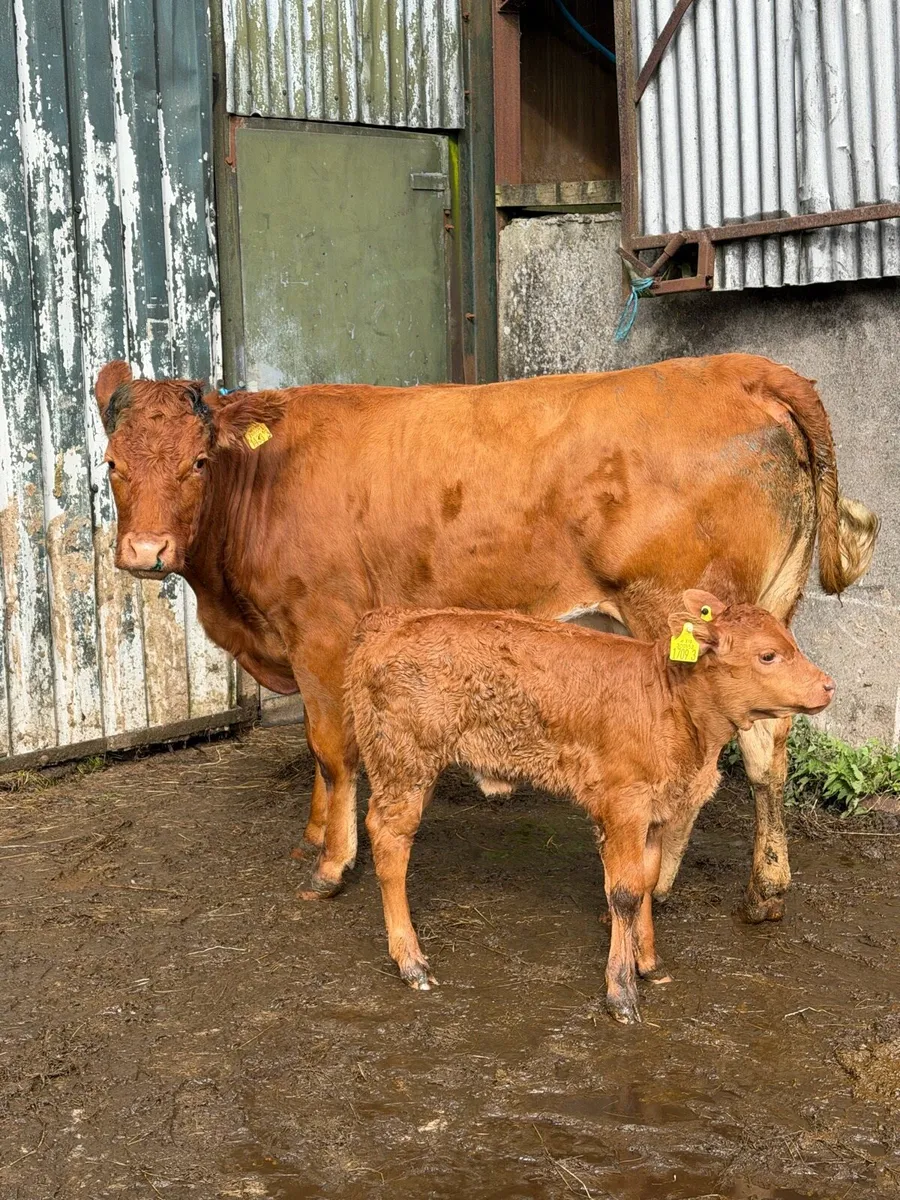 Lim heifer with Lim heifer calf at foot - Image 4