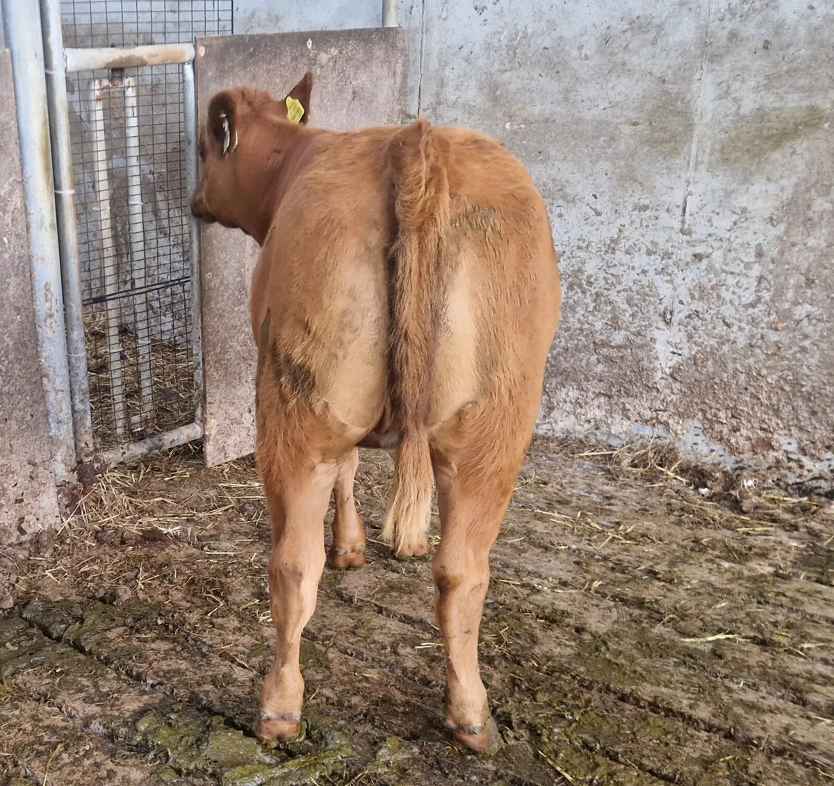 5 ⭐️ Red AA heiifer for sale - Image 1