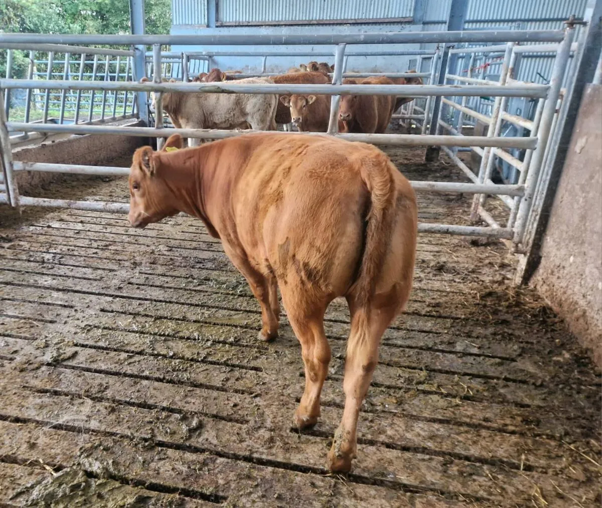 5 ⭐️ Red AA heiifer for sale - Image 2
