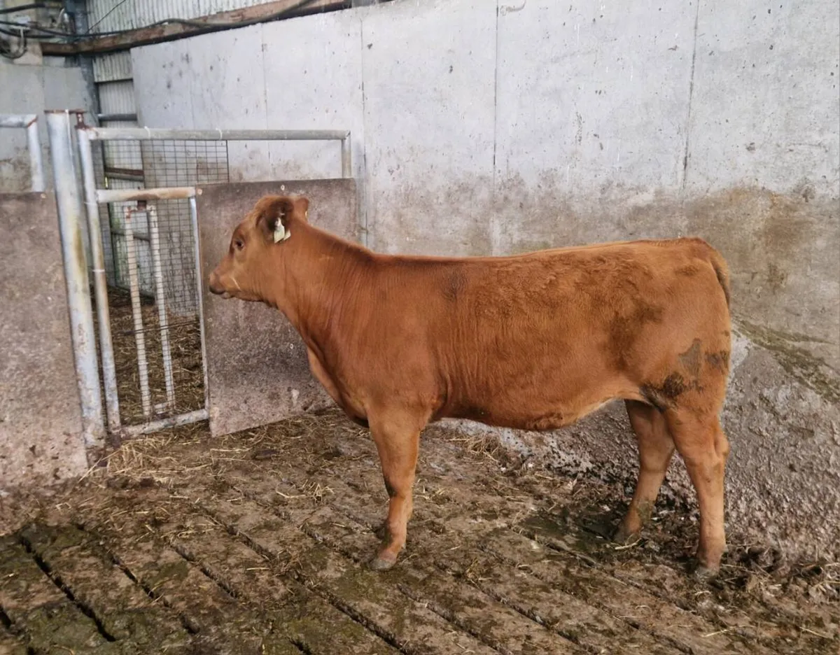 5 ⭐️ Red AA heiifer for sale - Image 3
