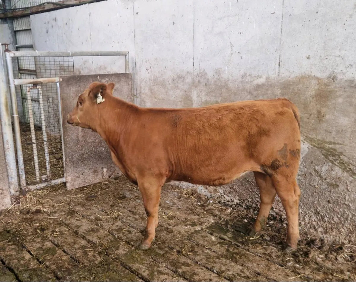 5 ⭐️ Red AA heiifer for sale - Image 4