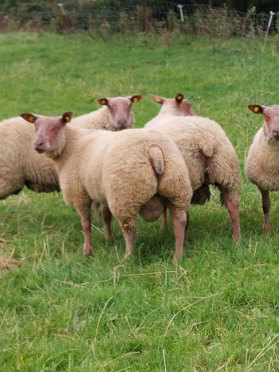 PB ROUGE RAMS - Image 1