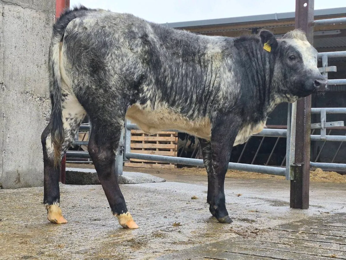 🌟 Super Blue Breeding Heifer - Image 2