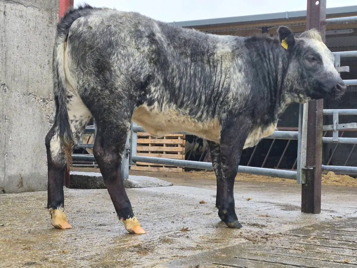 🌟 Super Blue Breeding Heifer - Image 3