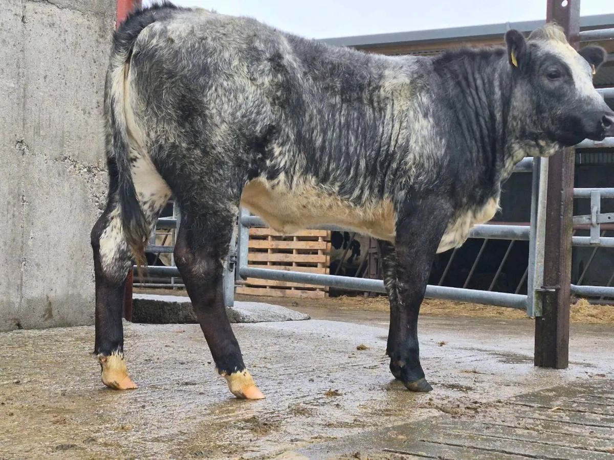 🌟 Super Blue Breeding Heifer - Image 4