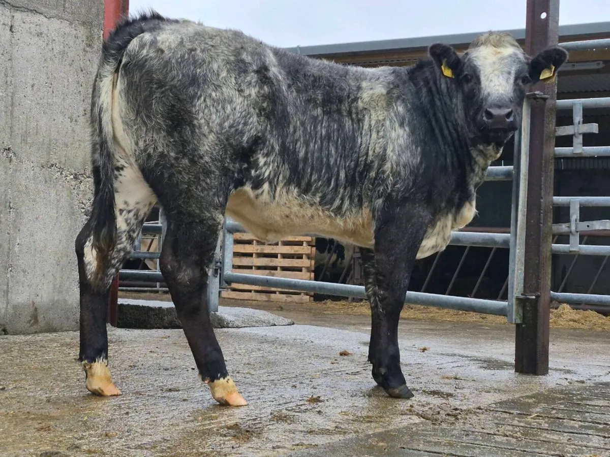 🌟 Super Blue Breeding Heifer - Image 1