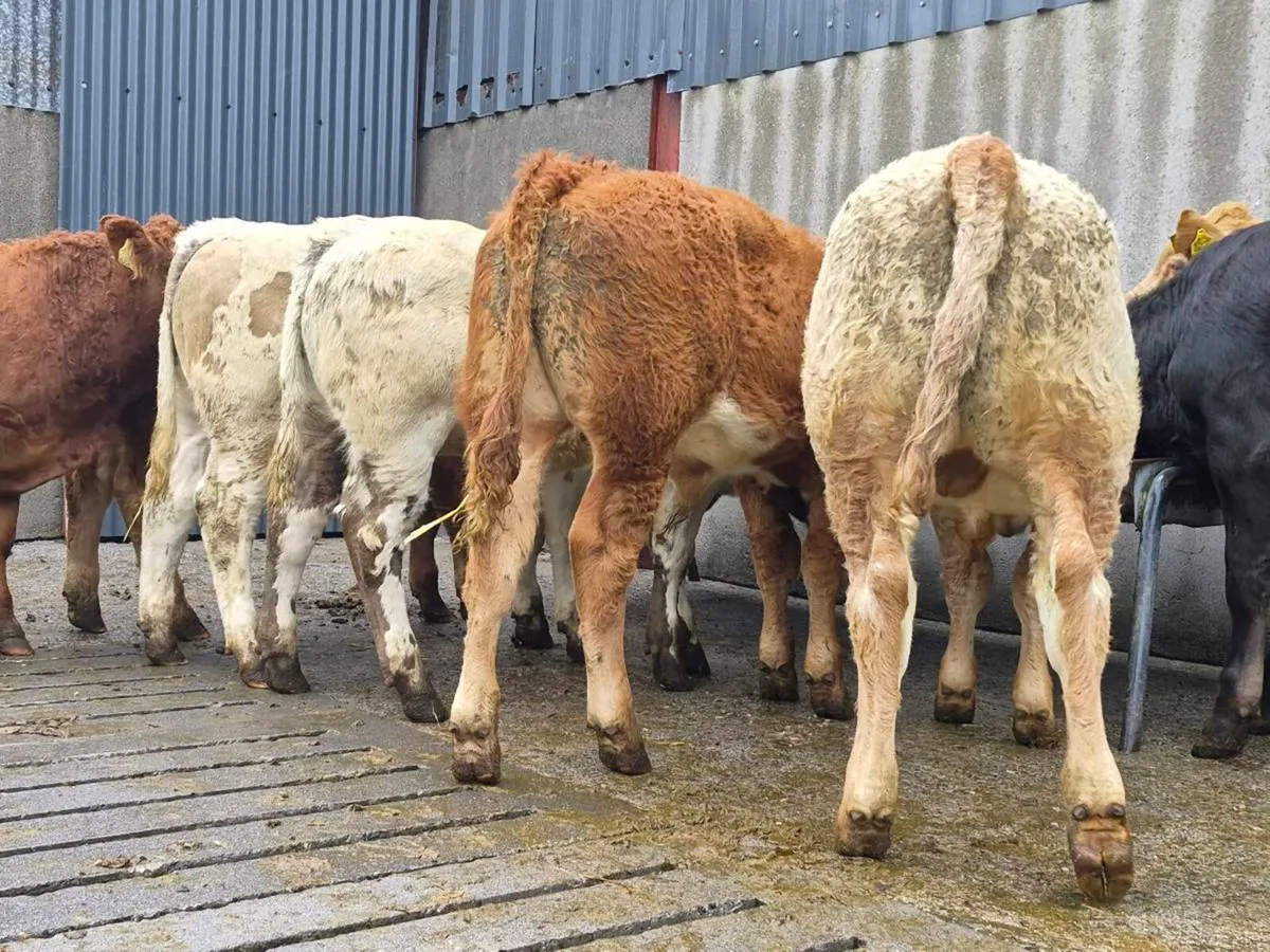 10 Super Bull Weanlings - Image 2