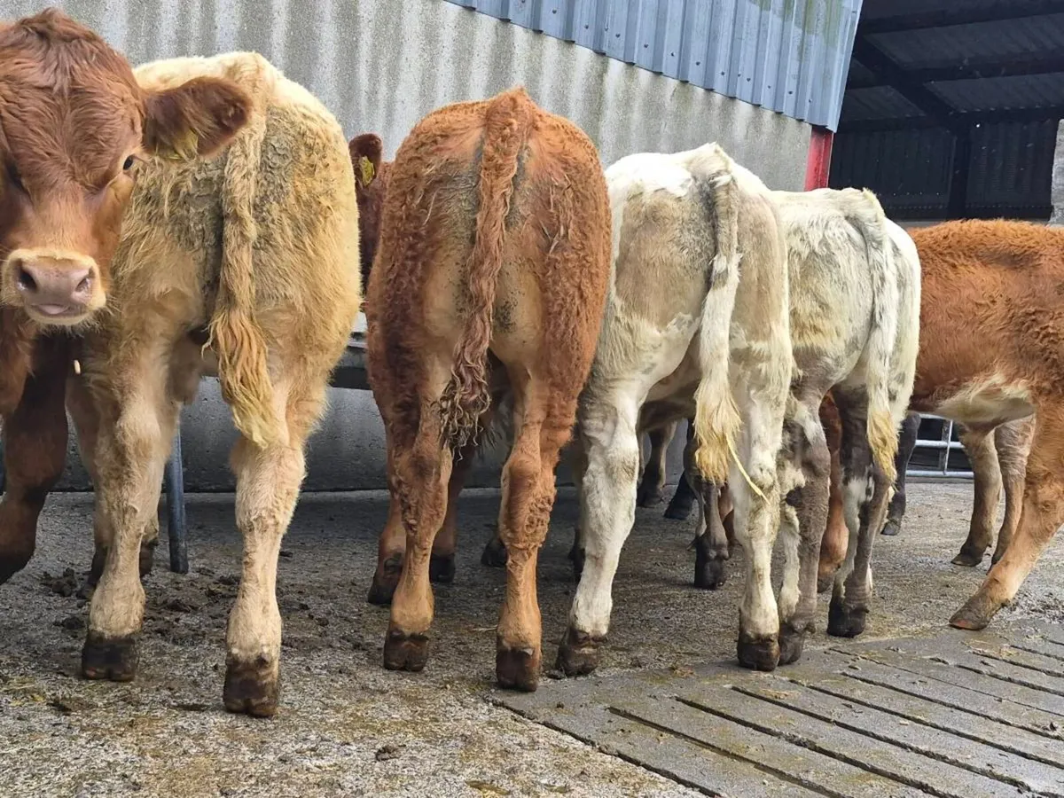 10 Super Bull Weanlings - Image 3