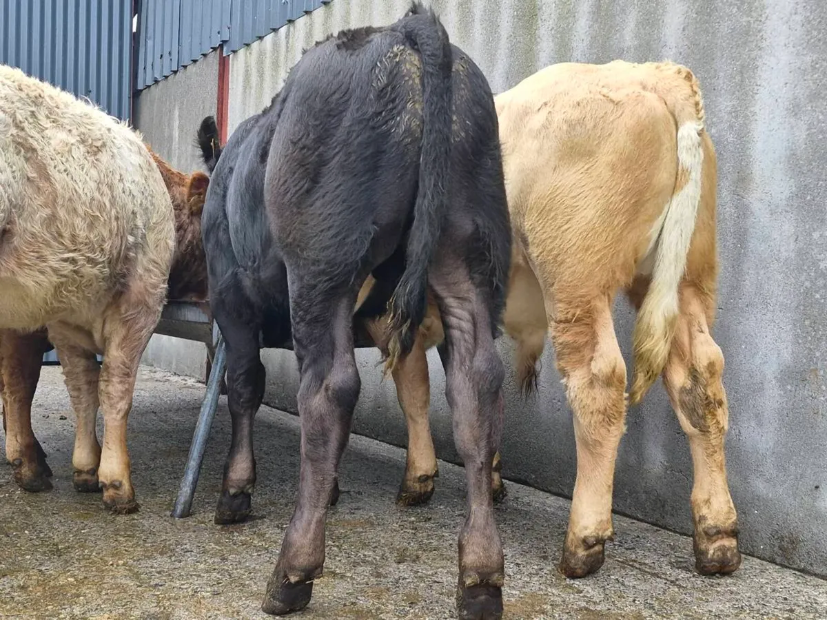 10 Super Bull Weanlings - Image 4
