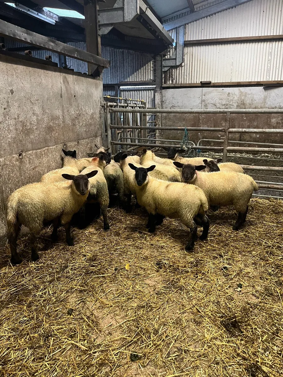 Ewe lambs - Image 1
