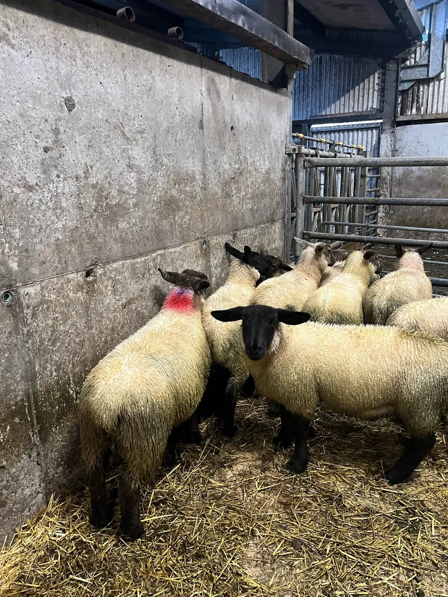 Ewe lambs - Image 2