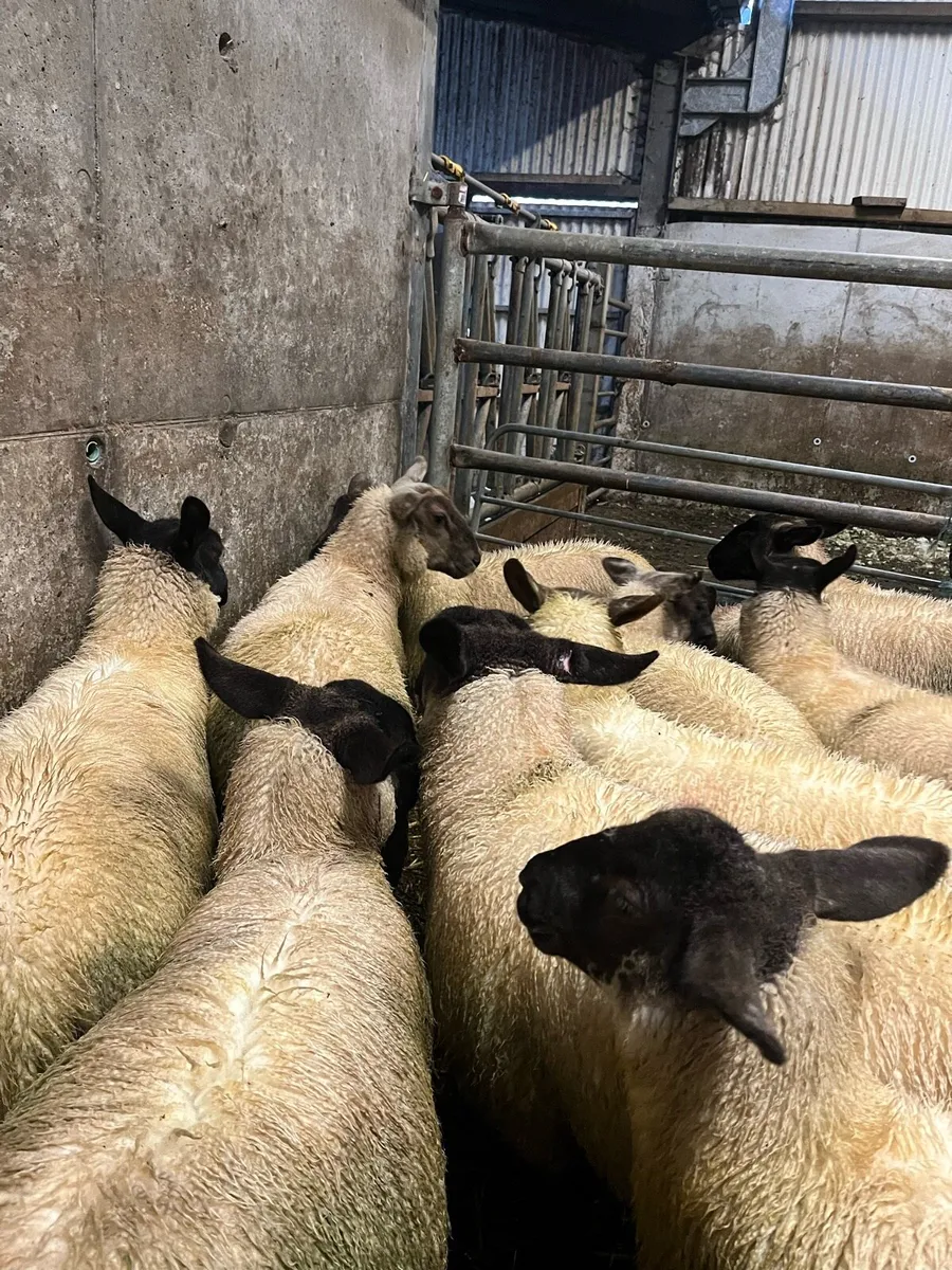 Ewe lambs - Image 3