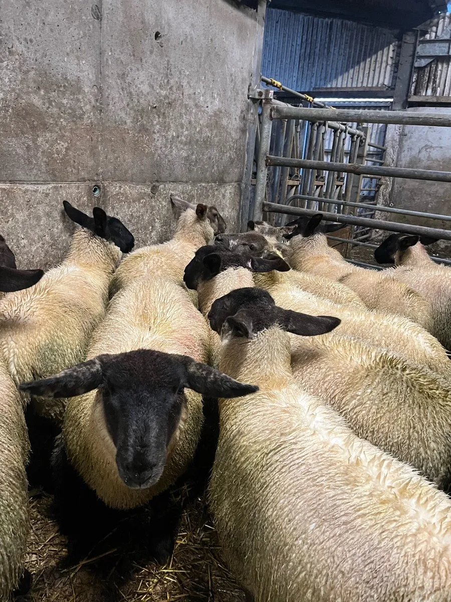 Ewe lambs - Image 4