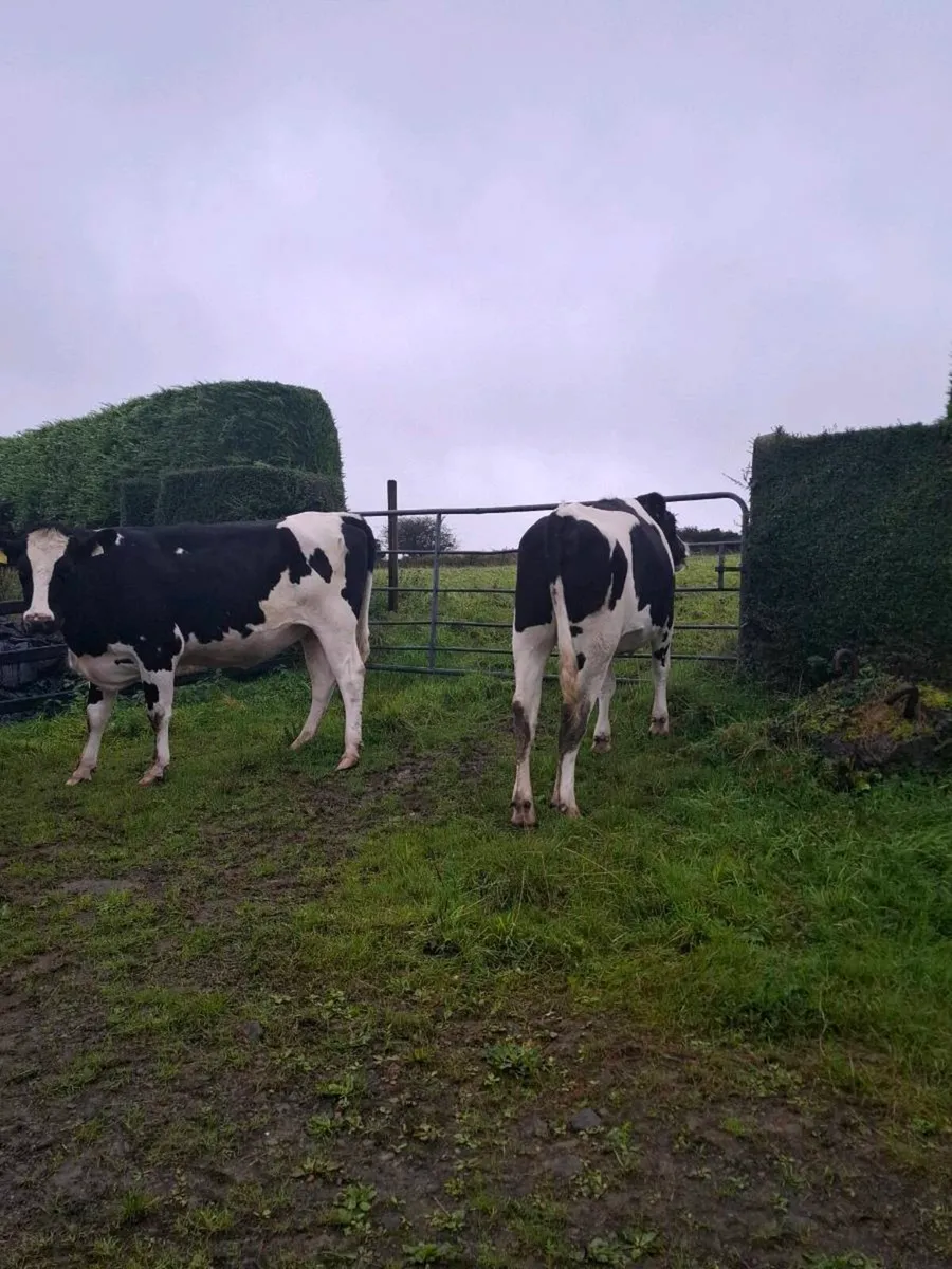In Calf Hefiers - Image 2