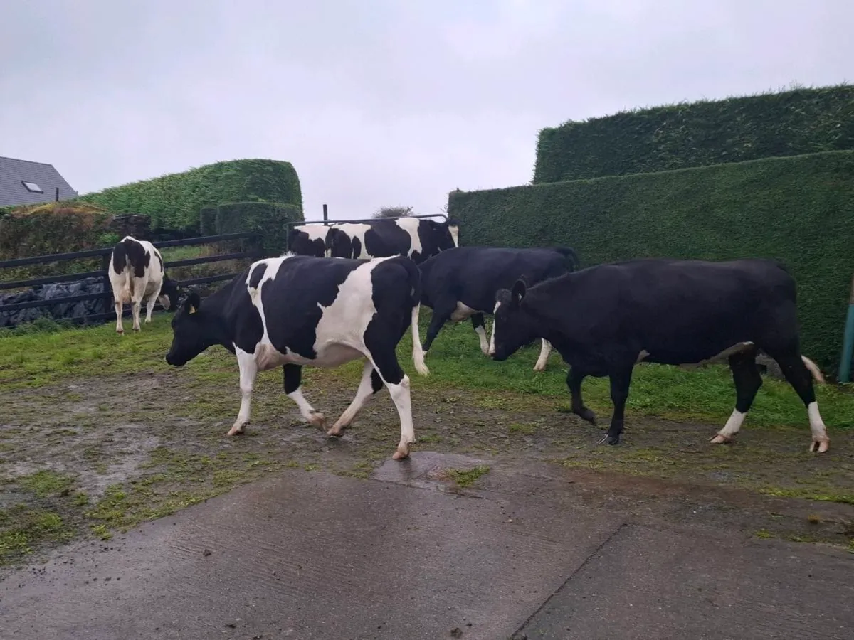 In Calf Hefiers - Image 3