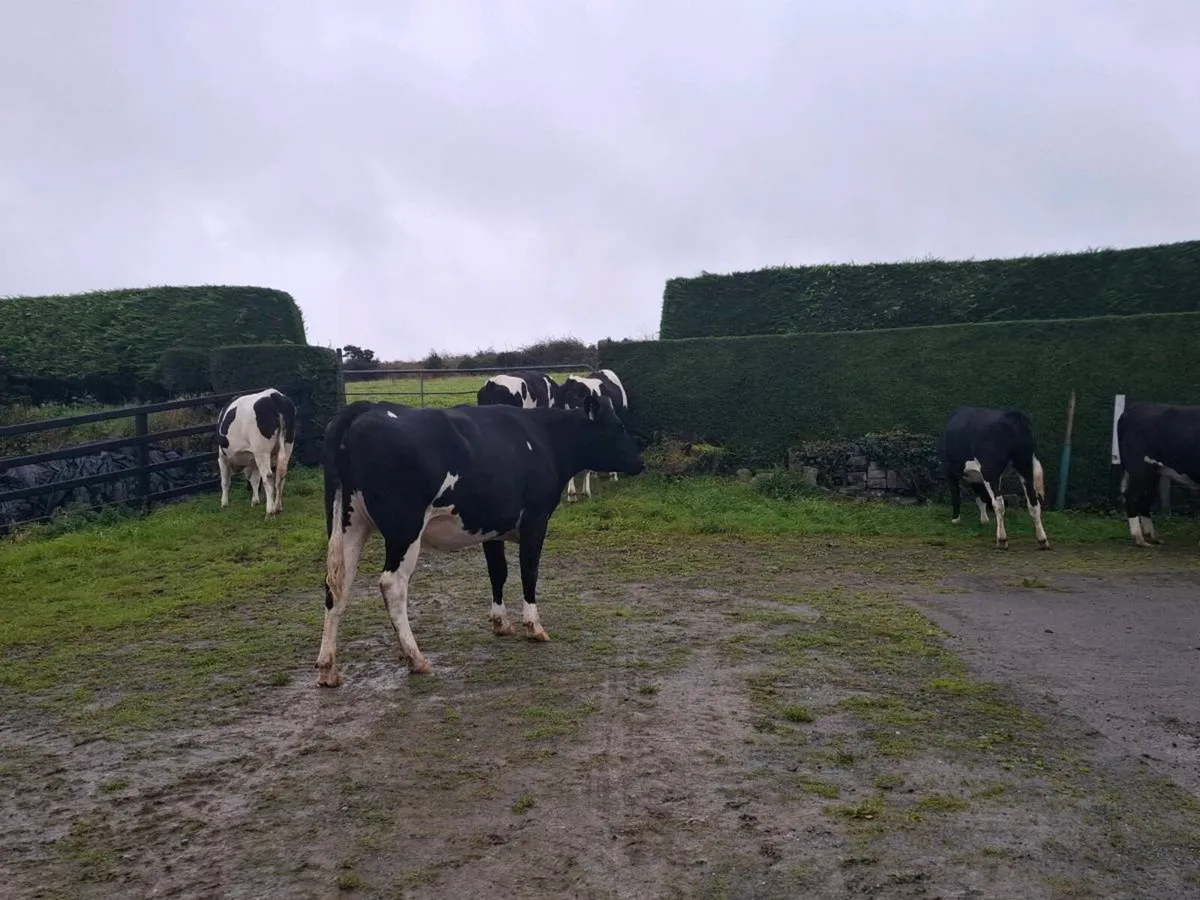 In Calf Hefiers - Image 4