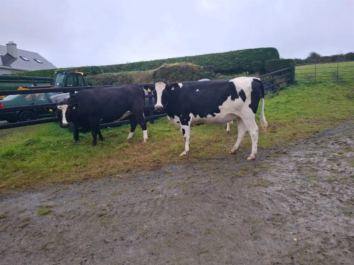 In Calf Hefiers - Image 1