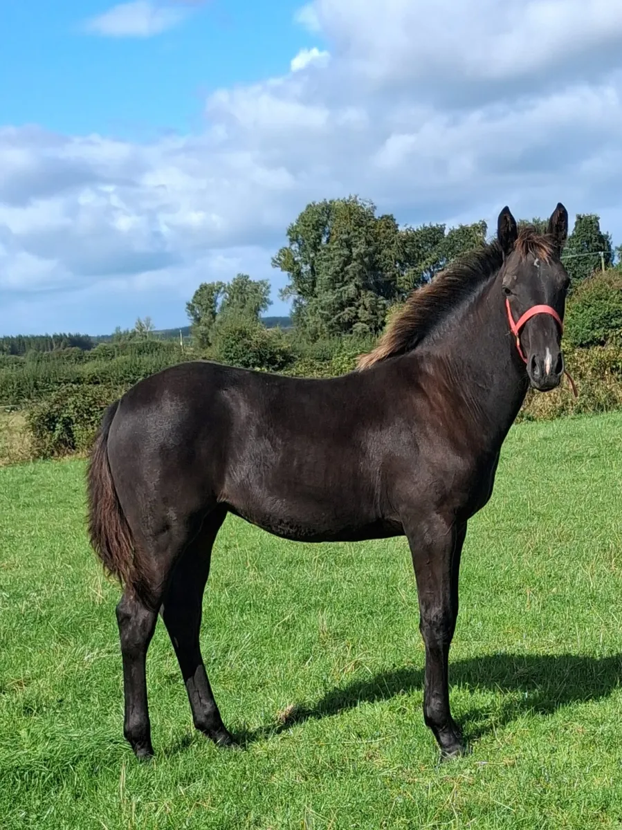 Fantastic Filly Foal - Image 1