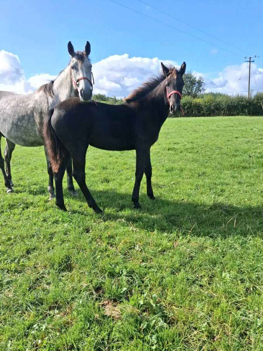 Fantastic Filly Foal - Image 4