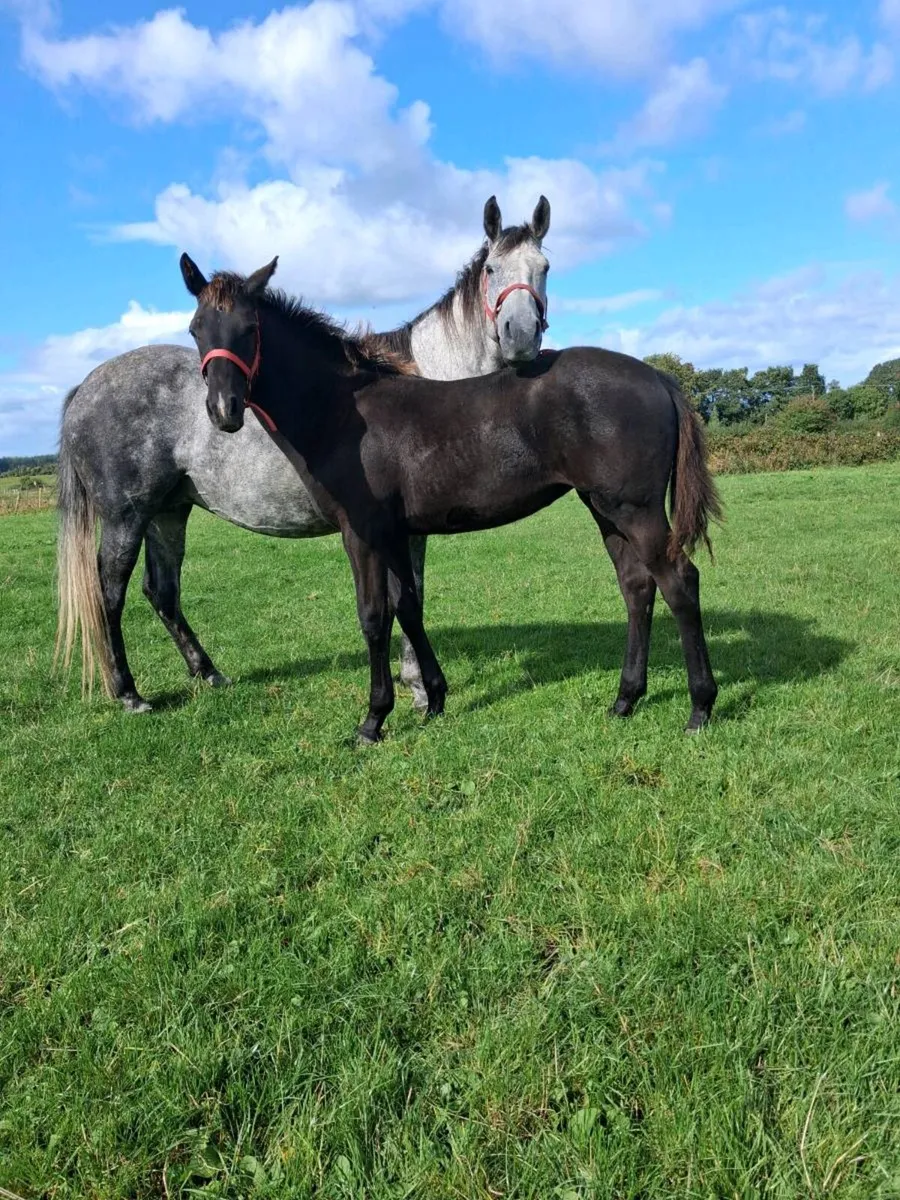 Fantastic Filly Foal - Image 2