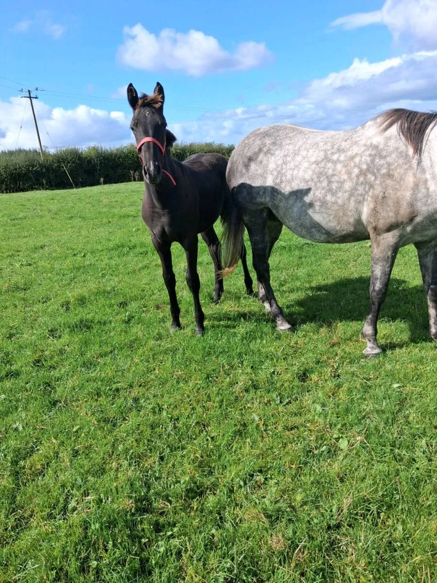 Fantastic Filly Foal - Image 3