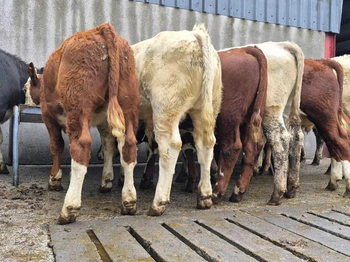 10 Super Bull Weanlings - Image 1