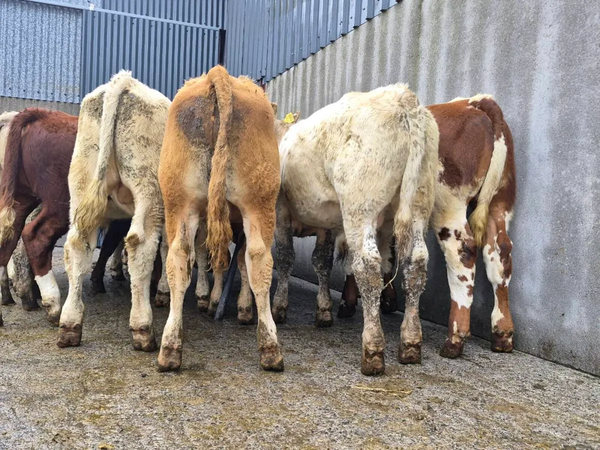 10 Super Bull Weanlings - Image 2