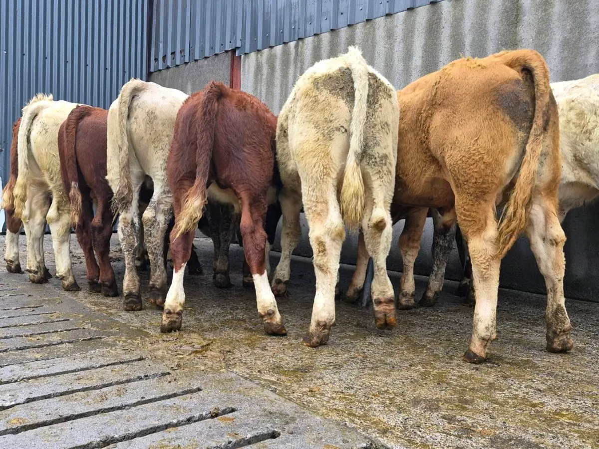 10 Super Bull Weanlings - Image 3