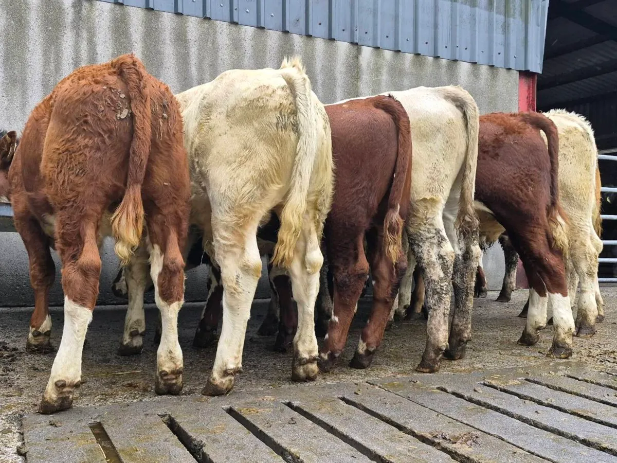10 Super Bull Weanlings - Image 4
