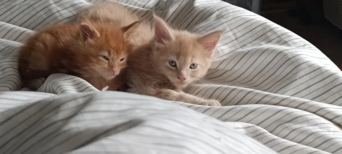 Maine coon kittens - Image 1