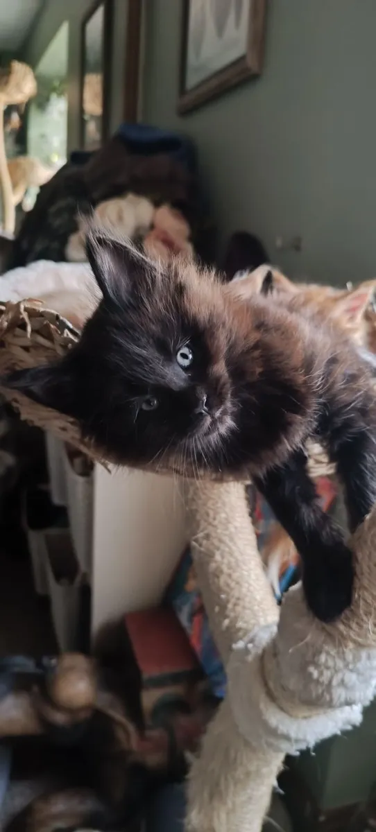Maine coon kittens - Image 2