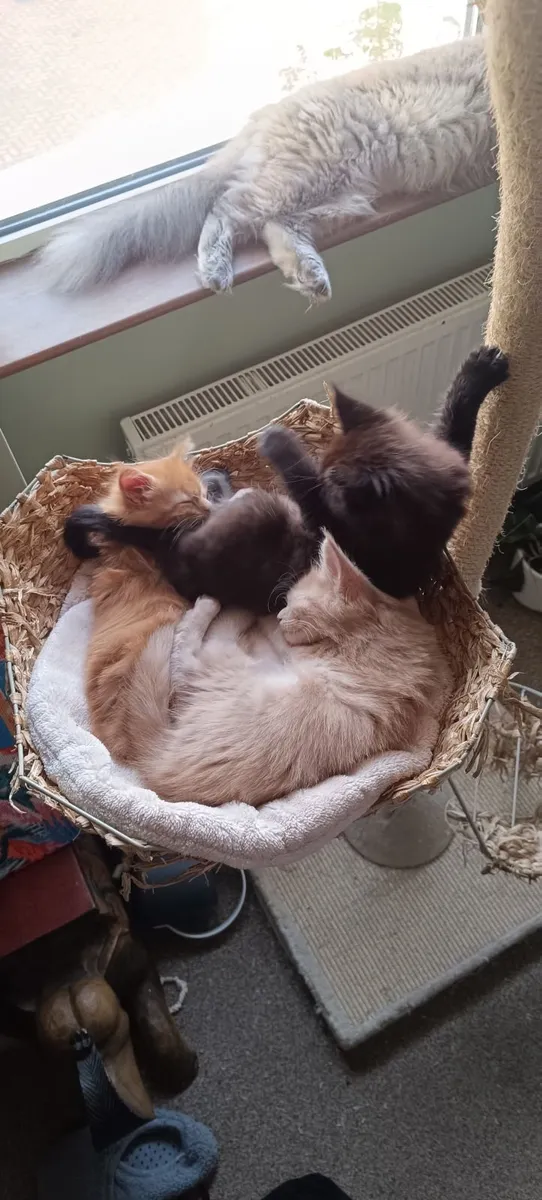 Maine coon kittens - Image 4