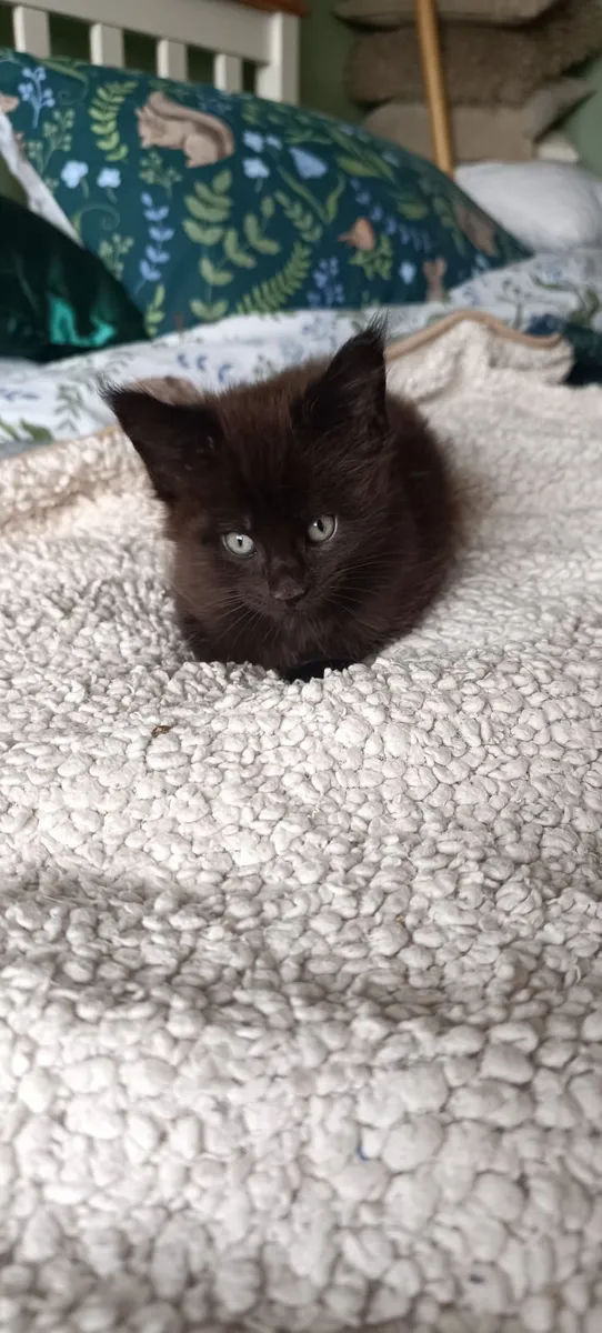Maine coon kittens - Image 3
