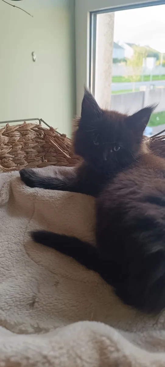 Maine coon kittens - Image 4