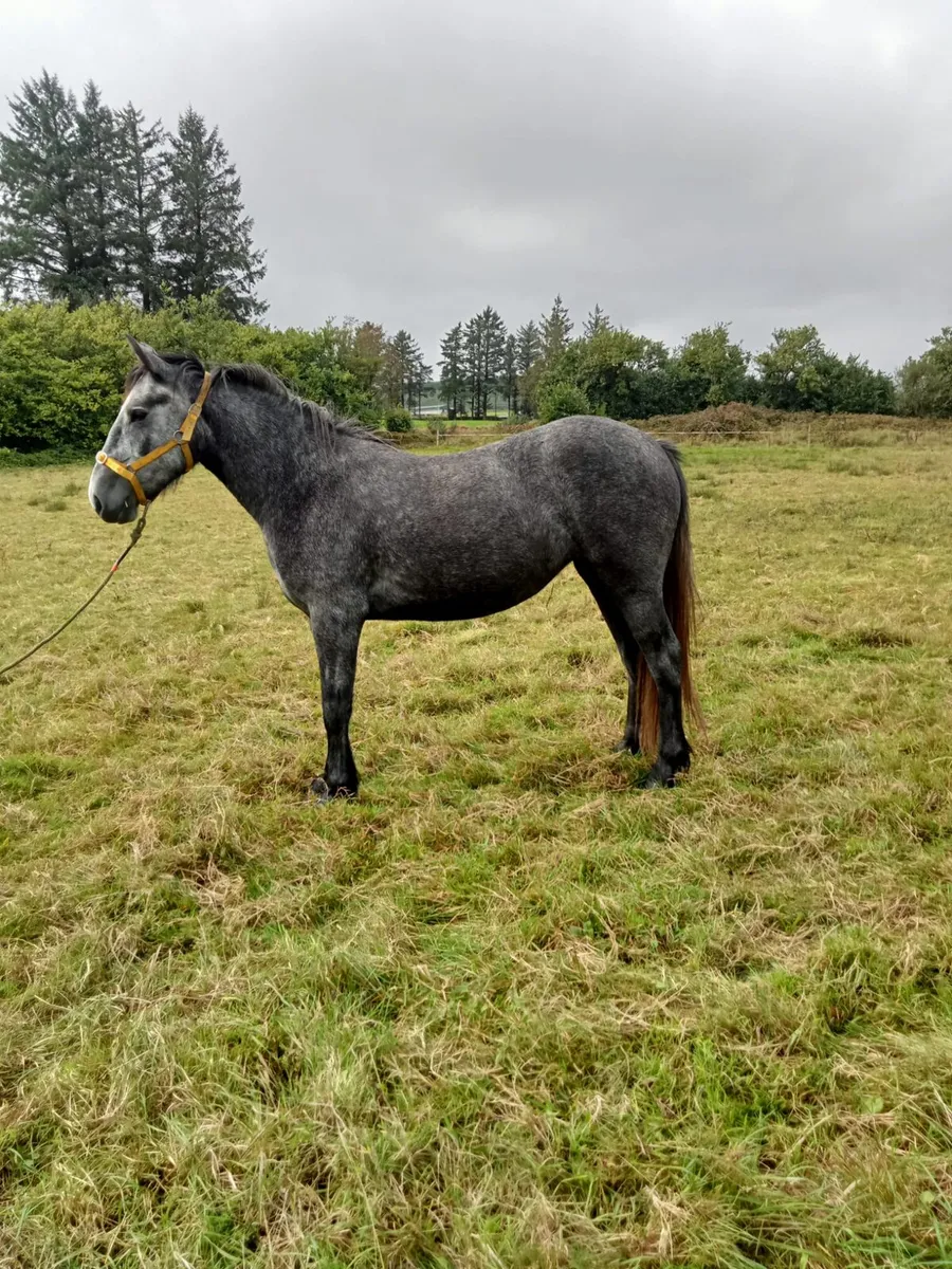 Filly for sale - Image 4