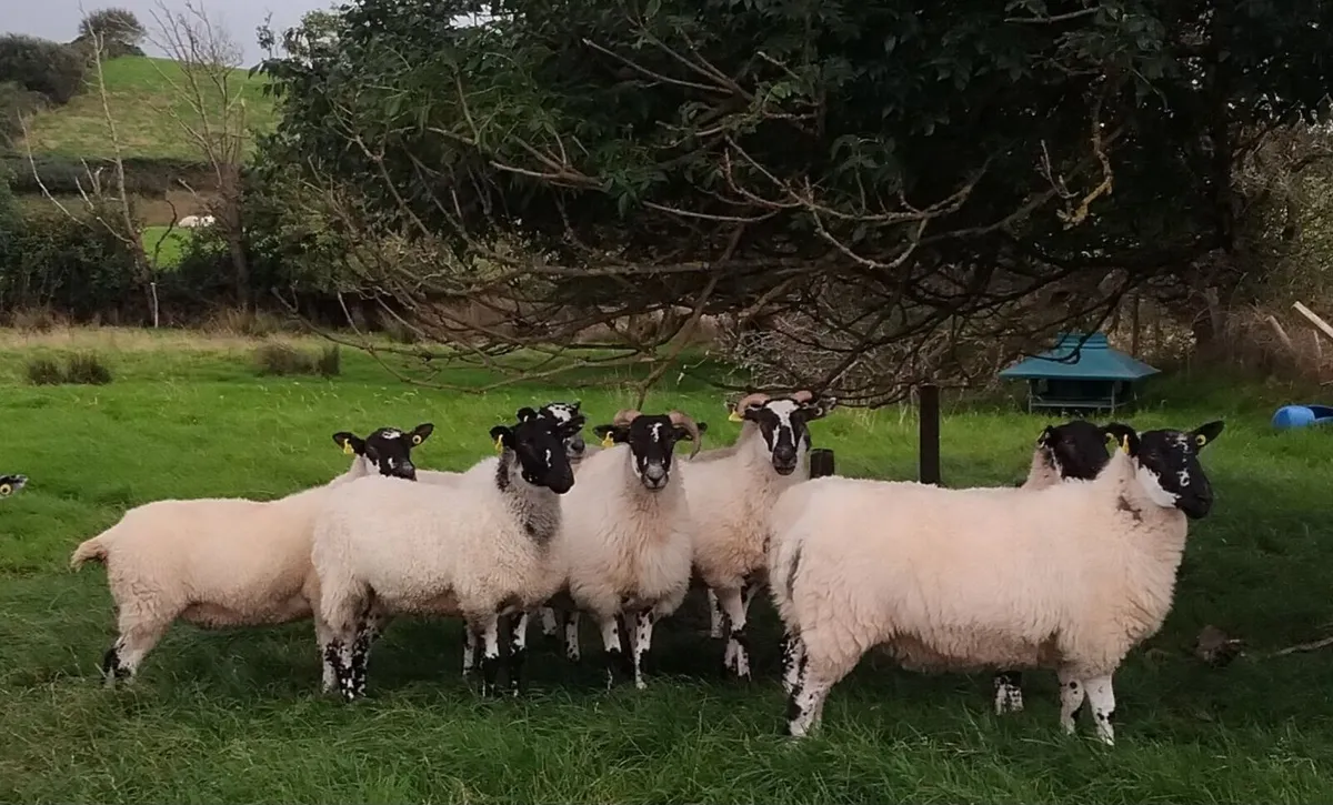 Xbred Hogget Ewes for sale - Image 4