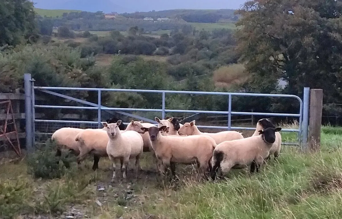 Xbred Hogget Ewes for sale - Image 2