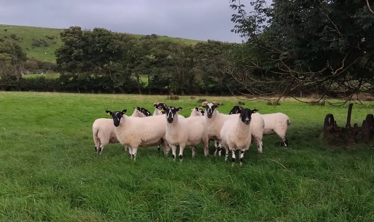 Mule Hogget Ewes for sale - Image 3