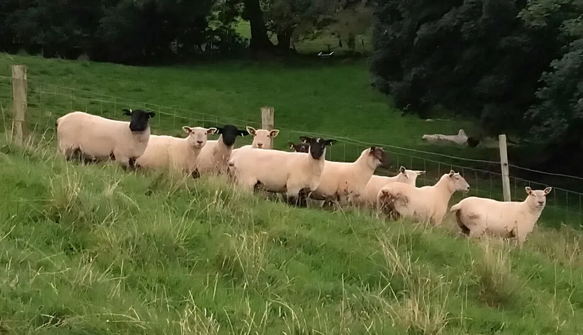 Xbred Hogget Ewes for sale - Image 1
