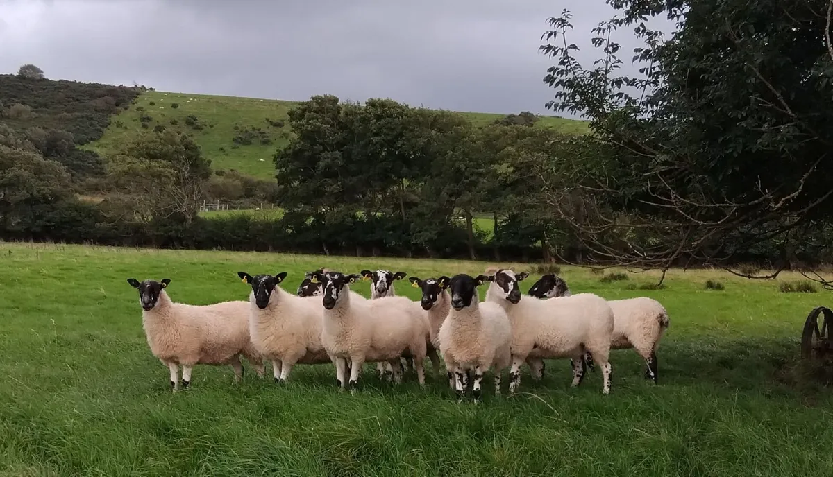 Mule Hogget Ewes for sale - Image 1