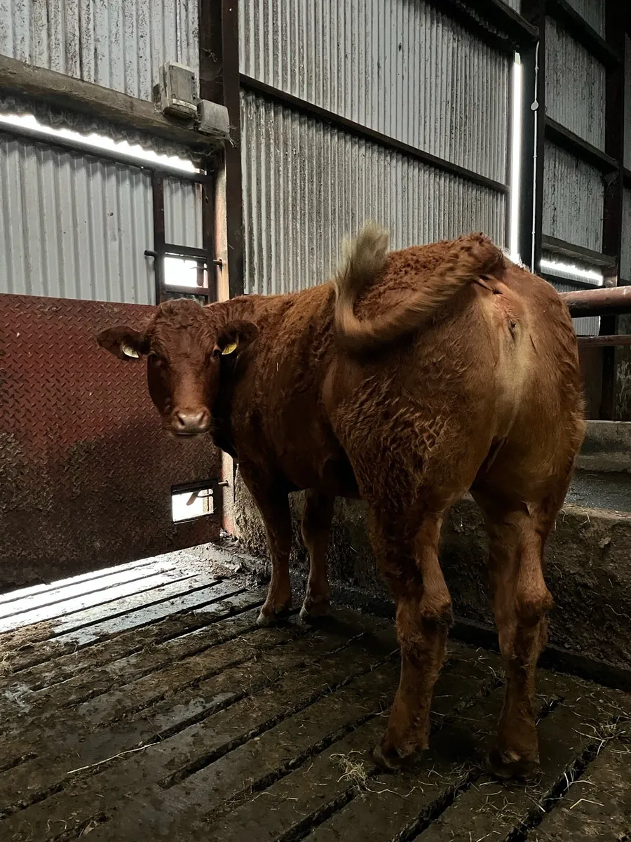 Classy Lim Heifer - Image 1