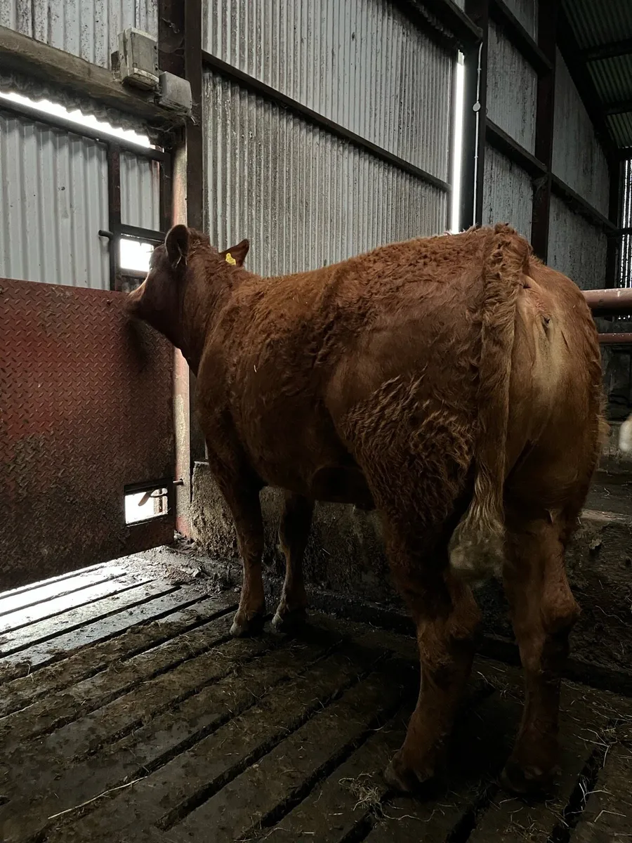 Classy Lim Heifer - Image 2