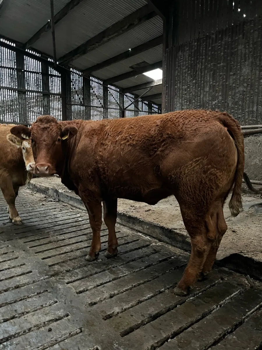 Classy Lim Heifer - Image 3